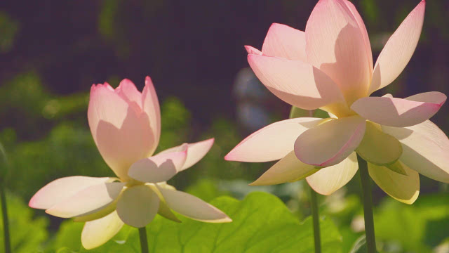 一朵莲花的爱情看一场莲开的盛事第1张-揣书百科
