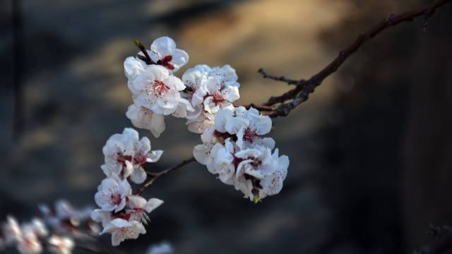 春暖花开的季节定然春满人间第1张-揣书百科