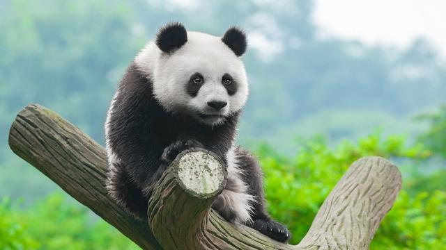 爱吃竹子像个胖子打一动物第1张-揣书百科