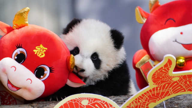 春节微信拜年经典祝福短信第1张-揣书百科