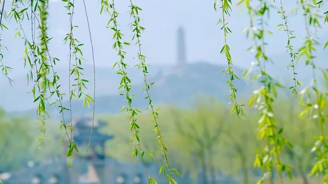 关于柳树的诗句都有哪些呢第1张-揣书百科