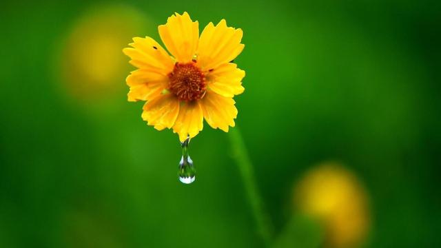 白露时节雨纷纷路上行人欲断魂第1张-揣书百科